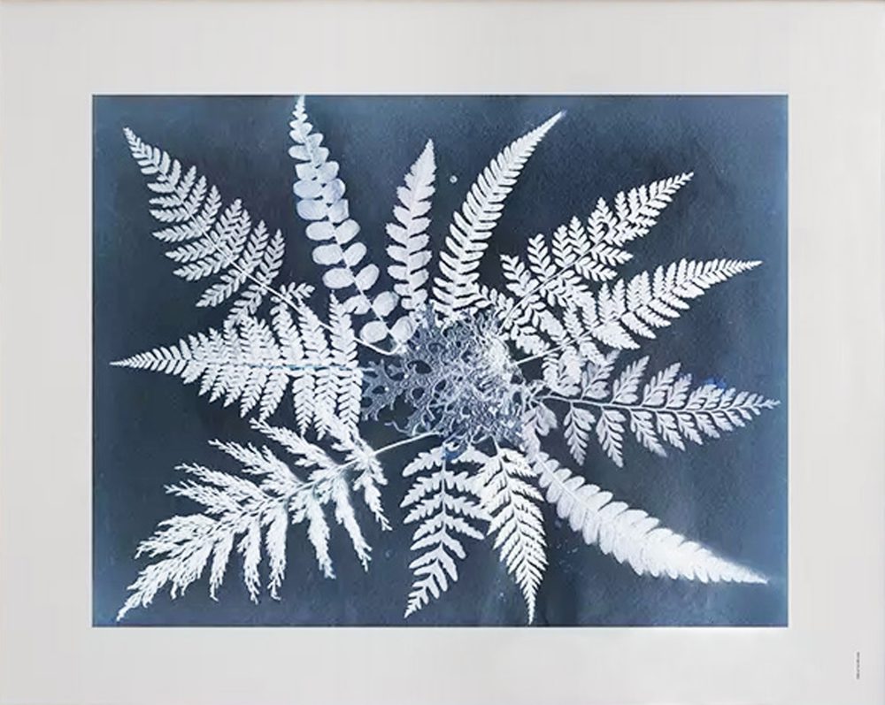 Fern star poster, 40x50 cm